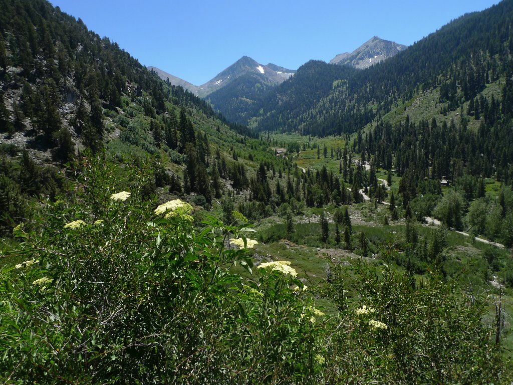 MineralKingLoop 009.JPG - Long winter resulted in abundance of wildflowers all along our trails